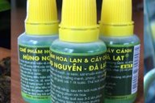 Hoa lan hồ điệp Phalaenopsis gibbosa