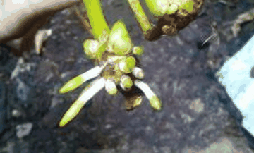 Loài lan Cymbidium Jocelyn.