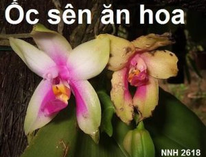 Ngọc điểm vàng lưỡi đỏ