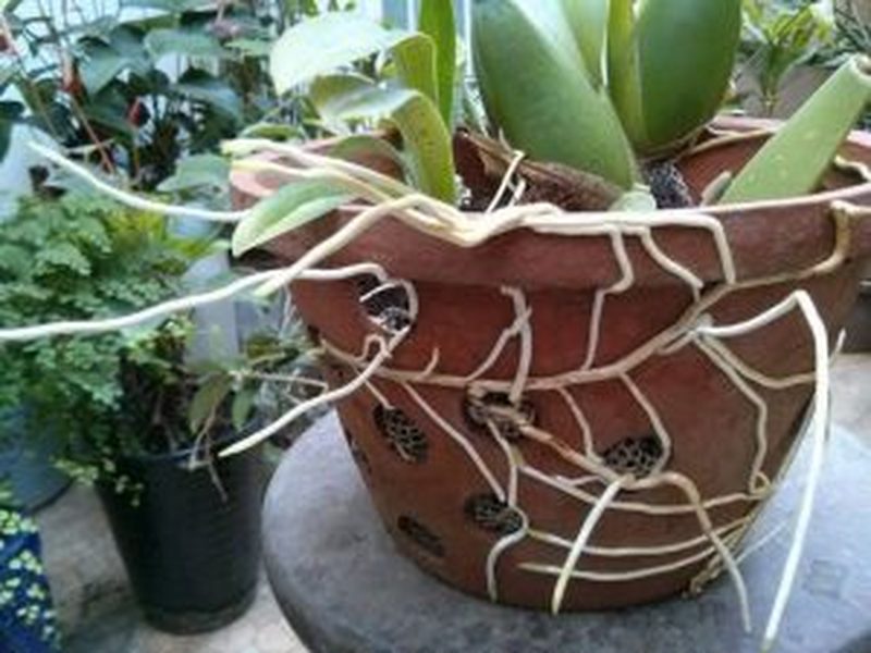 Trồng lan từ gieo hạt và cấy mô