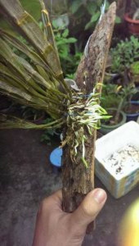 Đổ các hạt lan đã được khử trùng vào chai có chất dinh dưỡng
