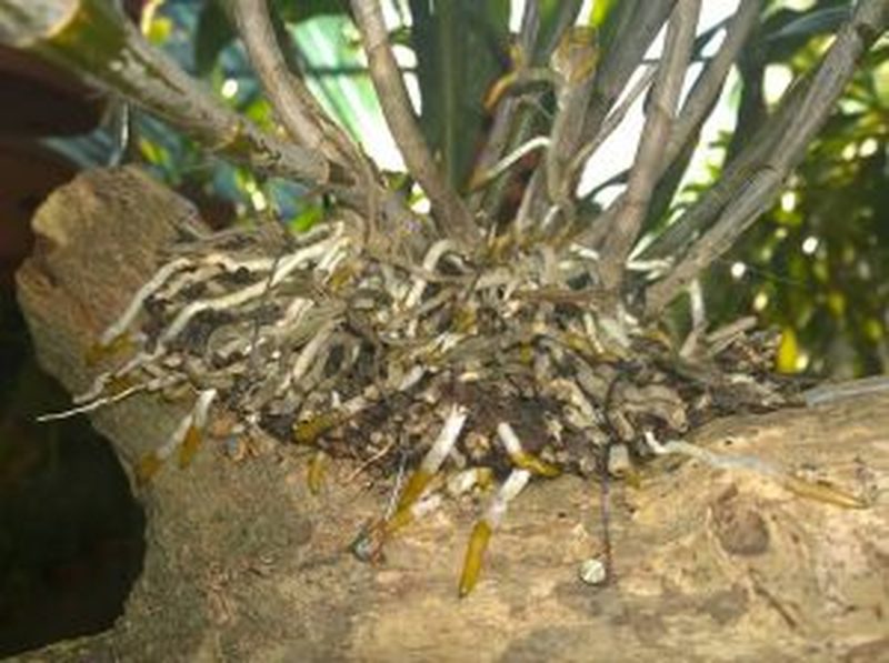 Thụ phấn cho cây lan Dendrobium