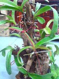 10989482_886742588073345_6694851760701949232_n (1)