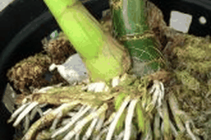 catasetum-fi-mbriatum