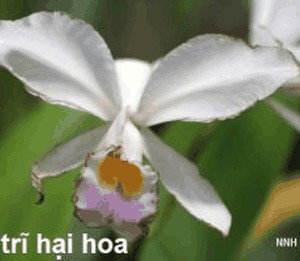 cochleanthes-fl-abelliformis