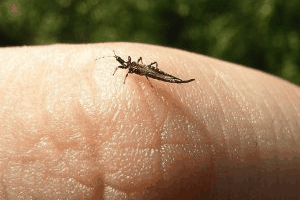comparettia-macroplectron