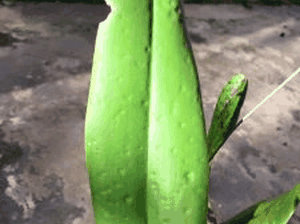 cpoelogyne-tomentosa